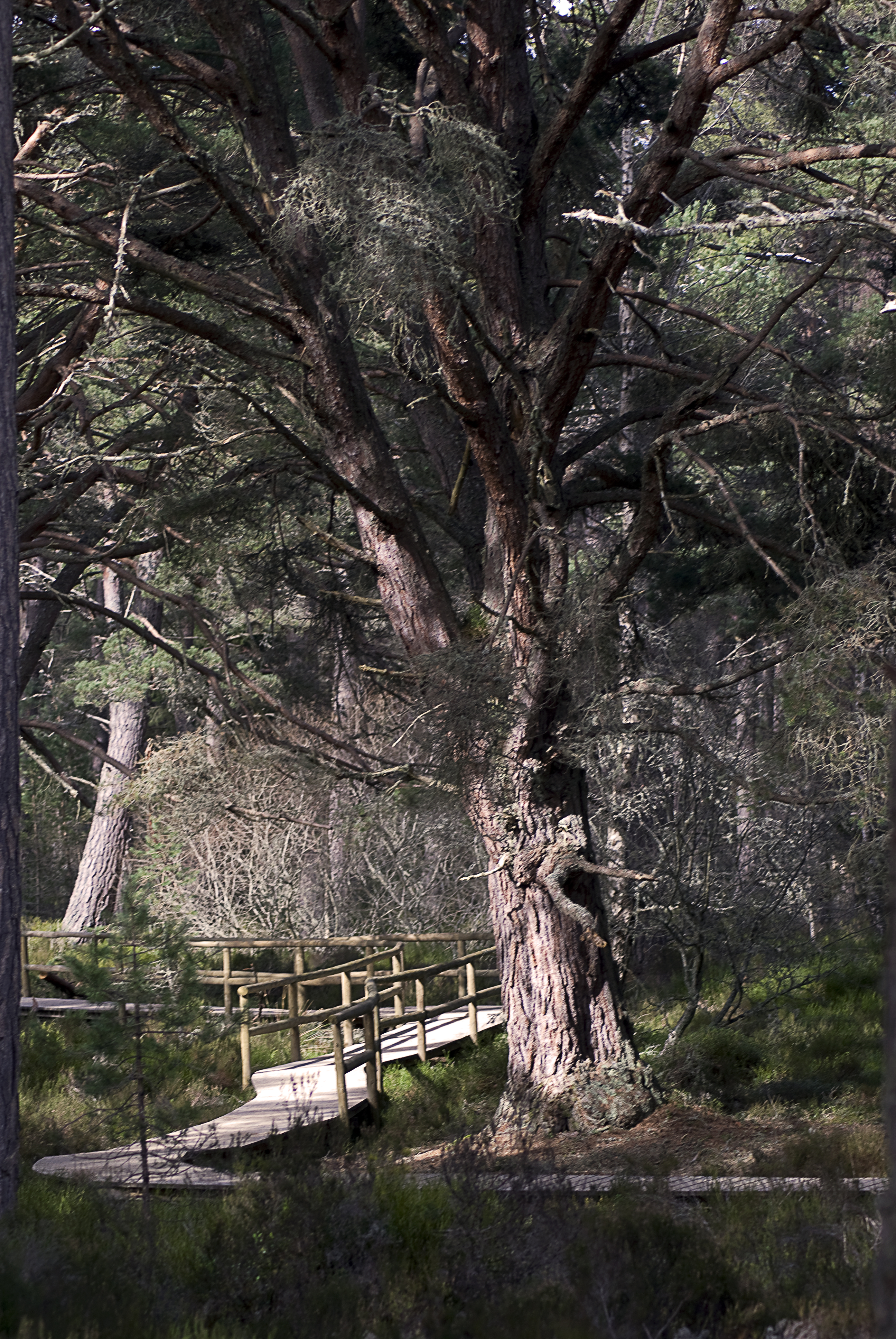 A woodland boardwalk path leading through ancient pine trees